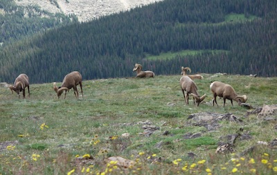 Mountain sheep, Rocky Mountain National Park