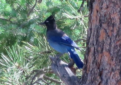 青い鳥　Estes Park コロラド