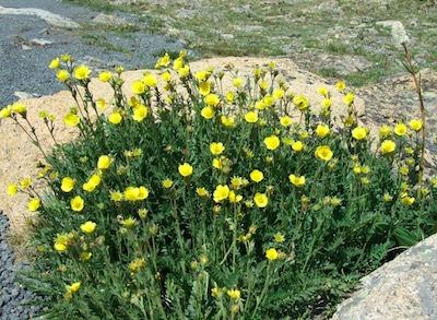 ロッキー山脈国立公園　花