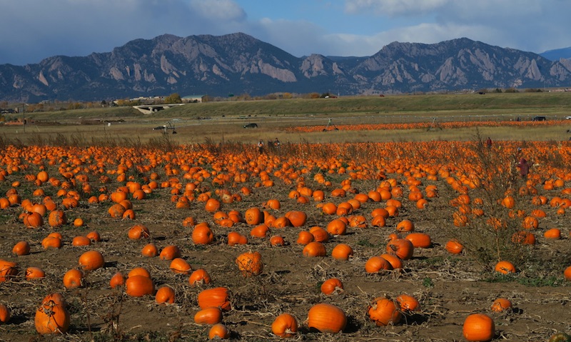 Rock Creek Farm コロラド　かぼちゃ刈り