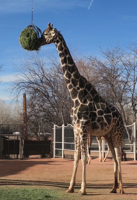 Denver Zoo デンバー動物園