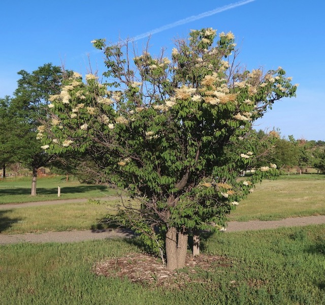 Lilac, Louisville Arboretum