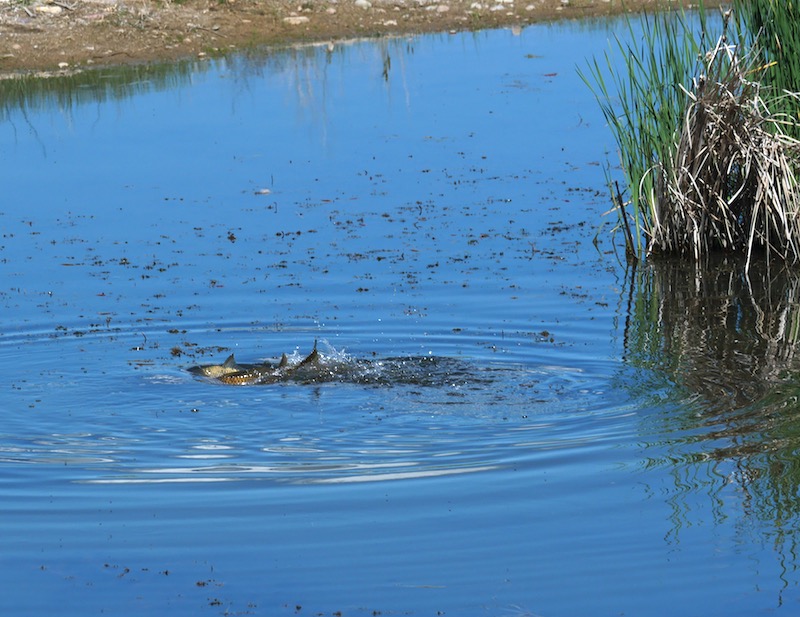 East Boulder Trail, Teller Farm North, Boulder (May 2025)