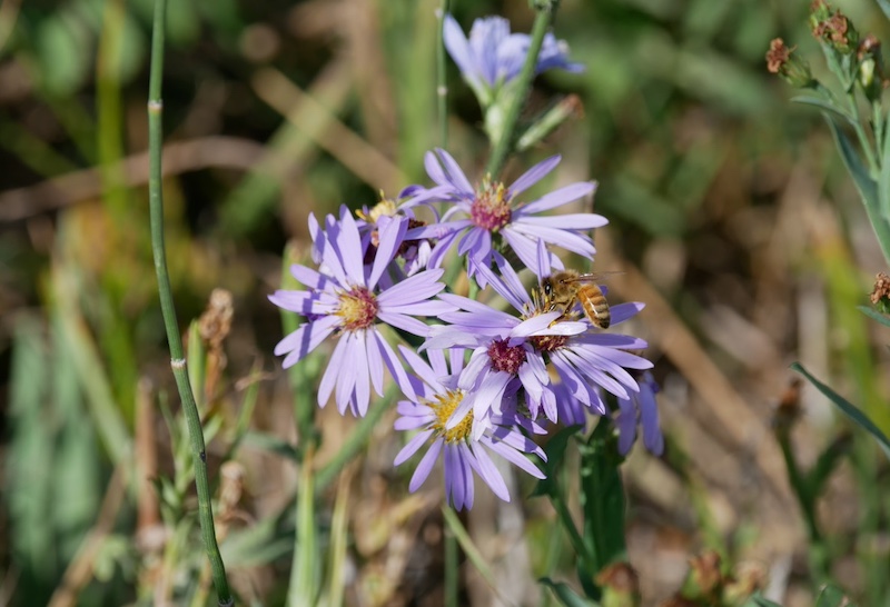 Cottonwood Trail, Boulder (September 2024)