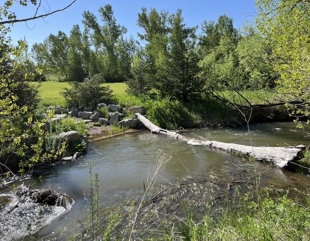 Dry Creek Trail, Boulder, Colorado (May 2024)