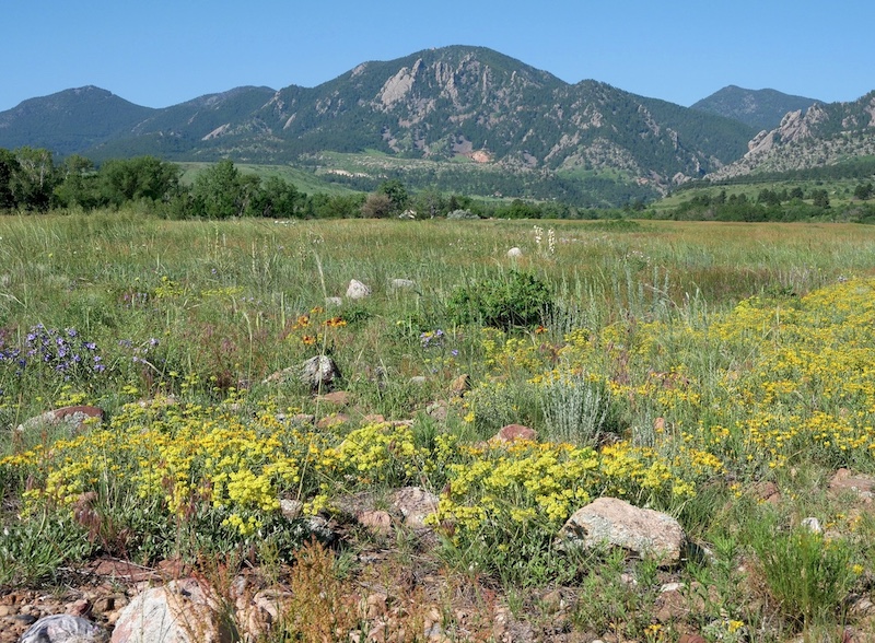 South Boulder Creek West Trail, Boulder, Colorado (June 2025)