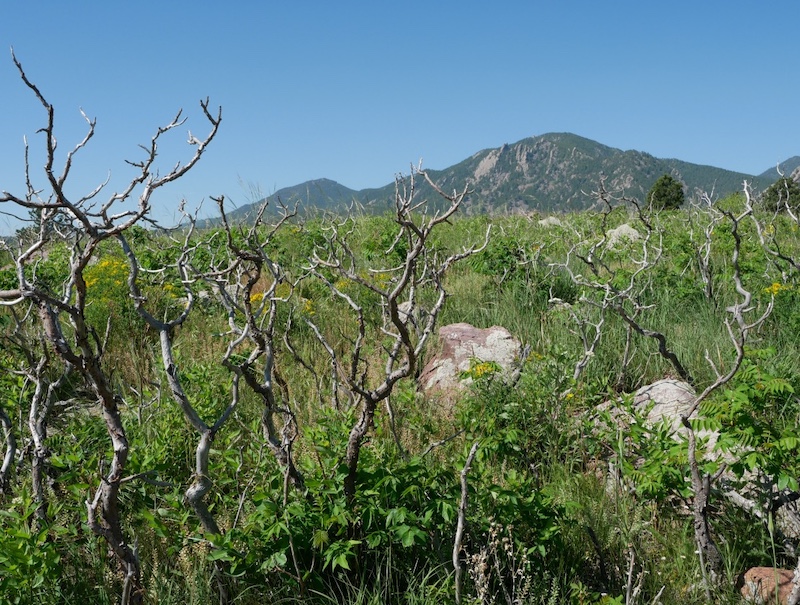South Boulder Creek West Trail, Boulder, Colorado (June 2025)