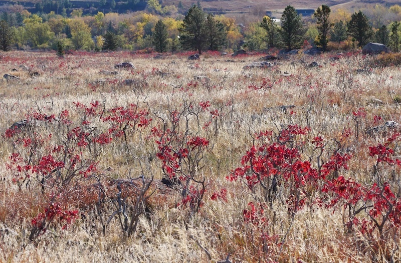South Boulder Creek West Trail, Boulder, Colorado (November 2024)