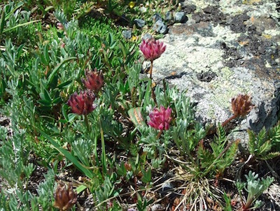 ロッキー山脈国立公園　花