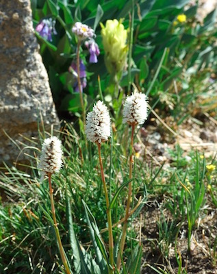 ロッキー山脈国立公園 花