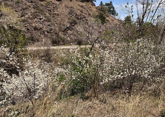 コロラド州ボルダー市 花の季節