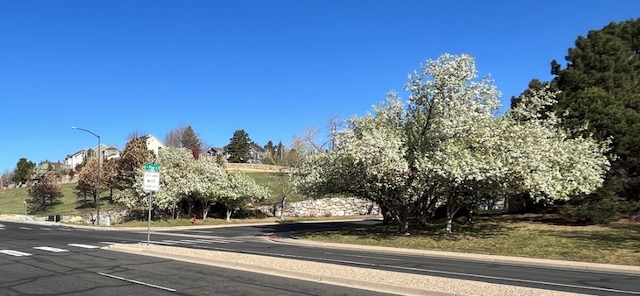 コロラド州ルイスビル市 花の季節