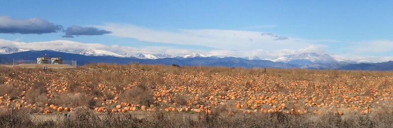 かぼちゃ狩り Pumpkin Patch かぼちゃ畑