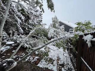 Boulder 5月の雪　倒木