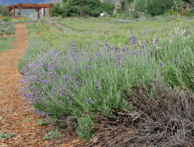 Chatfield Farm, Denver Botanic Garden デンバー植物園