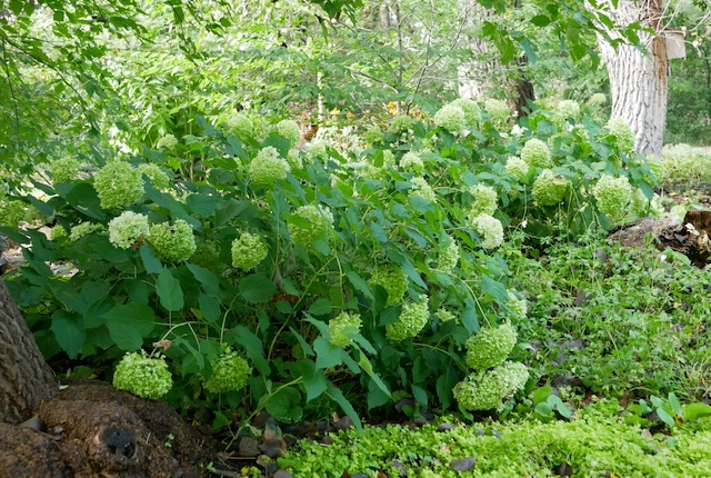 Chatfield Farm, Denver Botanic Garden デンバー植物園