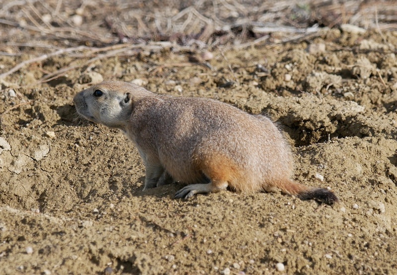 Cottonwiid Trail ボルダー コロラド