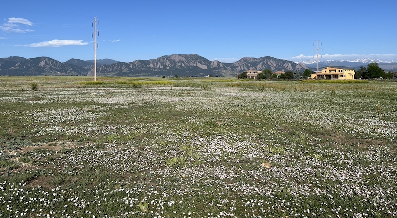 Bindweeds 花畑 Davidson Mesa Trail, Louisville, CO