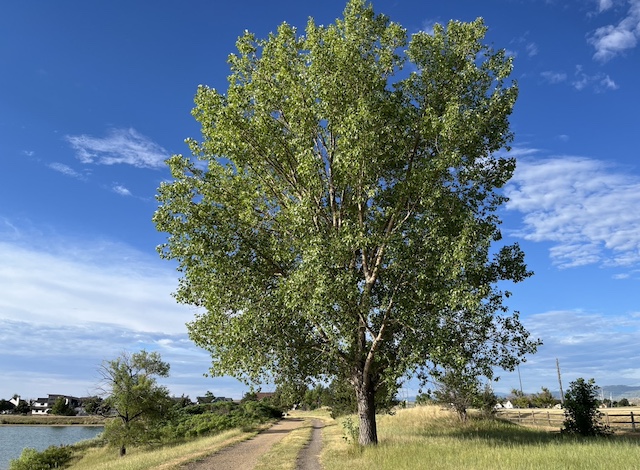 Davidson Mesa Trail, Louisville, CO コットンウッドの木