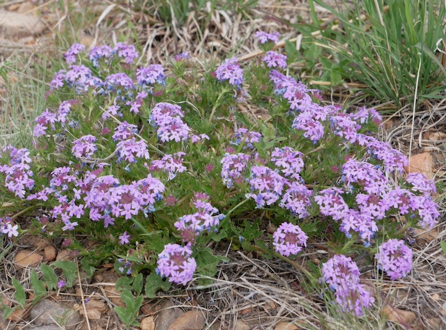 Meadowlark Trail Superior