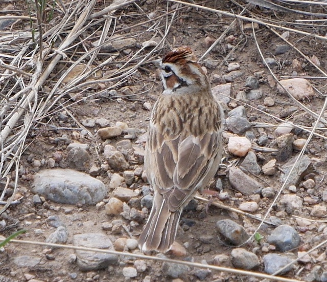 Meadowlark Trail Superior