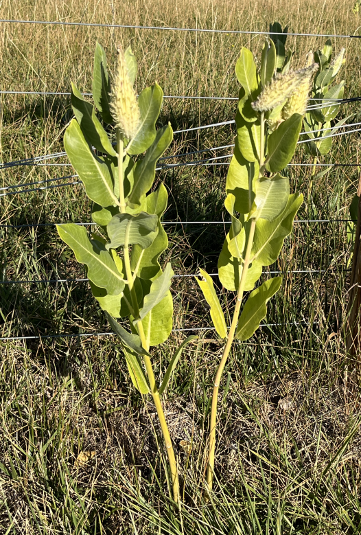 Milkweed Teller Farm Trail ボルダー