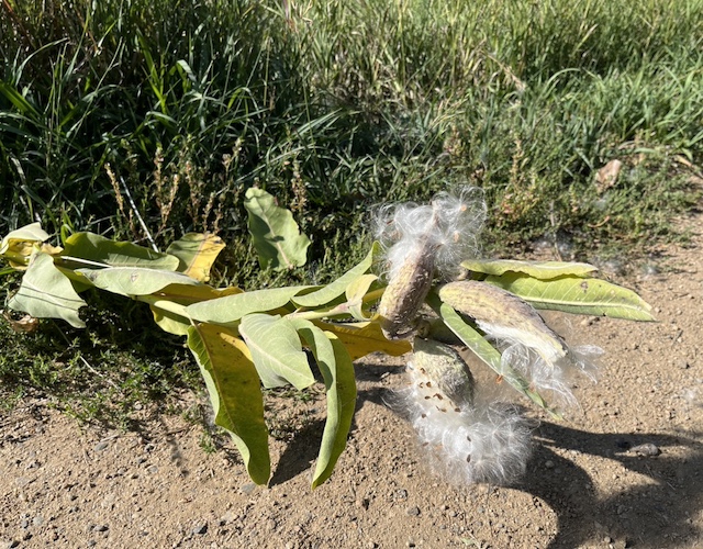 Milkweed Teller Farm Trail ボルダー