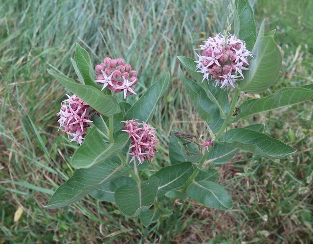 Milkweed Teller Farm Trail ボルダー