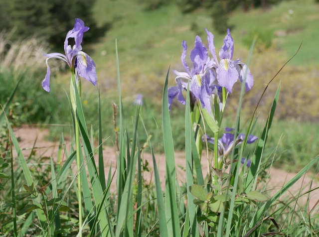 Rocky Mountain Iris, South Boulder Creek West
