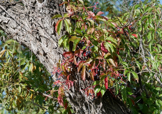 Sawhill Ponds Trail ボルダー　Virginia creeper（アメリカヅタ）