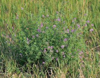 Wild flower, Davidson Mesa, Colorado
