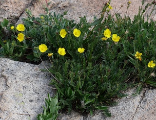 Alpaine Flower, Blue Lake, Mitchell Lake, Colorado