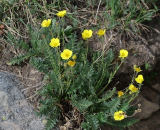 Alpaine Flower, Blue Lake, Mitchell Lake, Colorado