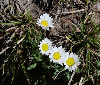 Alpaine Flower, Lake Isabella, Long Lake, Colorado