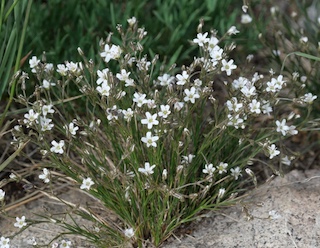 Alpaine Flower, Blue Lake, Mitchell Lake, Colorado