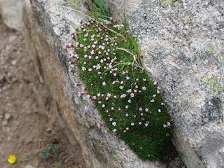 Alpaine Flower, Blue Lake, Mitchell Lake, Colorado