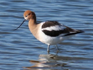  American Avocet　ボルダーカウンティ トレイル, コロラド州