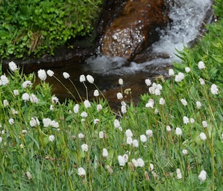 Alpaine Flower, Blue Lake, Mitchell Lake, Colorado