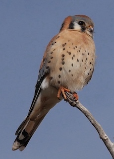 American Kestrel　ボルダーカウンティ トレイル, コロラド州