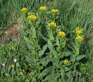 Alpaine Flower, Blue Lake, Mitchell Lake, Colorado