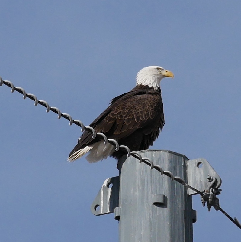 Bald Eagle コロラド州ボルダー 白頭鷲