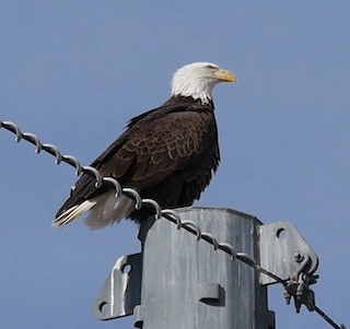 Bald Eagle コロラド州ボルダー 白頭鷲