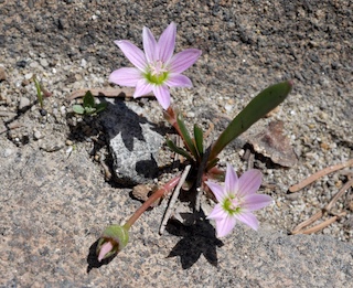 Alpaine Flower, Lake Isabella, Long Lake, Colorado