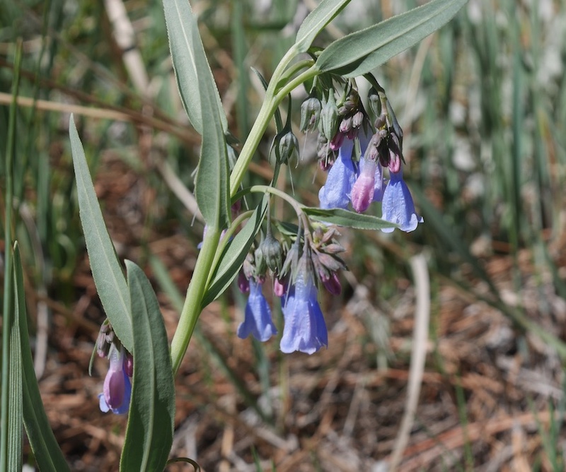 Wild Flower, Boulder, Colorado