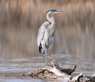ボルダーの鳥　Blue Heron　Boulder, Colorado