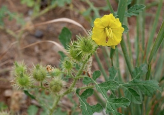 Buffalo Bur Boulder Colorado