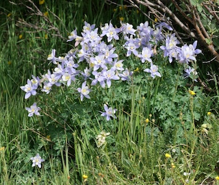 Alpaine Flower, Blue Lake, Mitchell Lake, Colorado