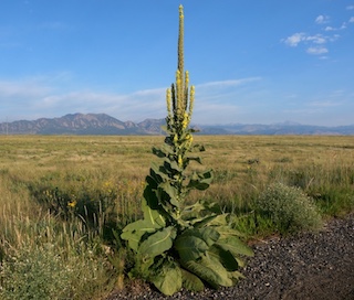 Common Mullein Boulder Colorado