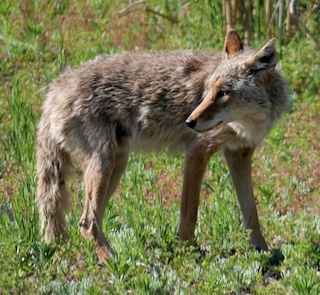 ボルダーの動物　コヨーテ　Boulder, Colorado