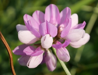 Crown Vetch, South Boulder Creek, Colorado